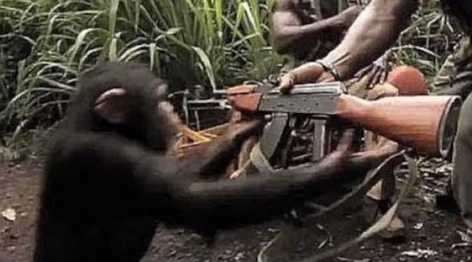 Monkey